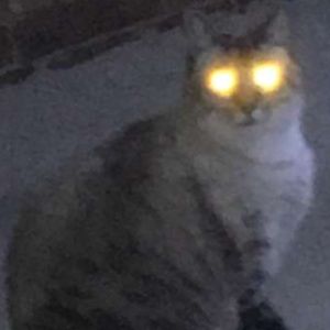 Meet your Posher, Betsy